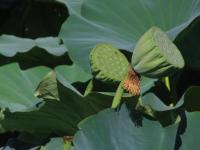 Albums/20060800-China Aug 2006/20060804-Shenyang University/47